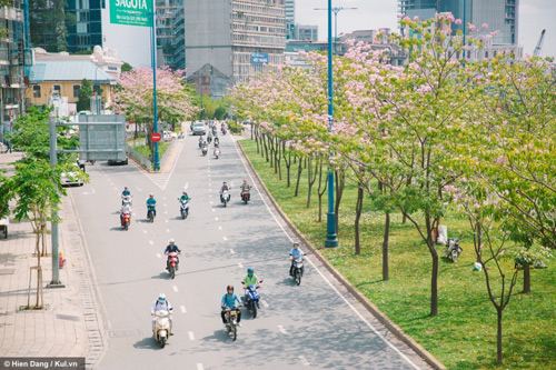 Sài Gòn đâu chỉ có nắng mưa, còn có những mùa hoa đẹp say lòng nữa! - 3