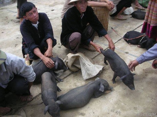 Việt Thiên Tâm