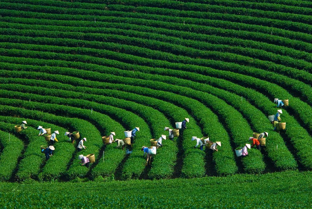 Việt Thiên Tâm